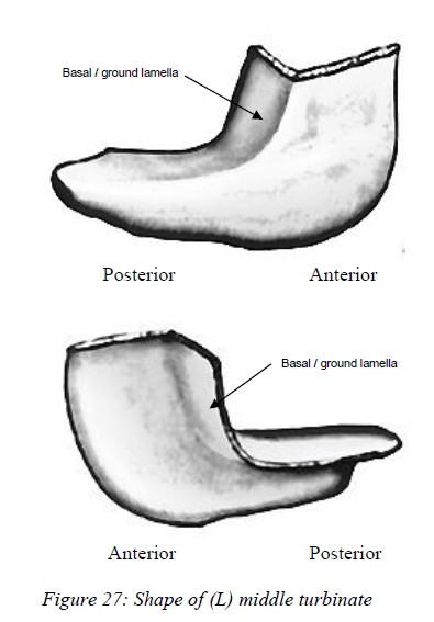 Anatomy of Lateral wall of Nose 4 Attachment of Middle Turbinate