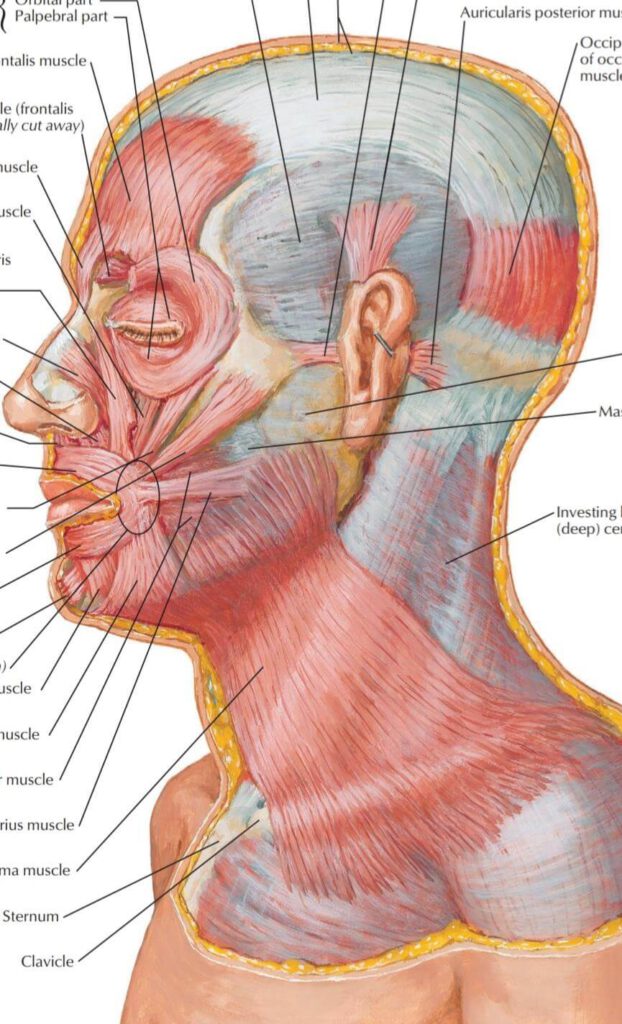 Head Neck And Lymph Nodes 2 Head Neck And Lymph Nodes 1