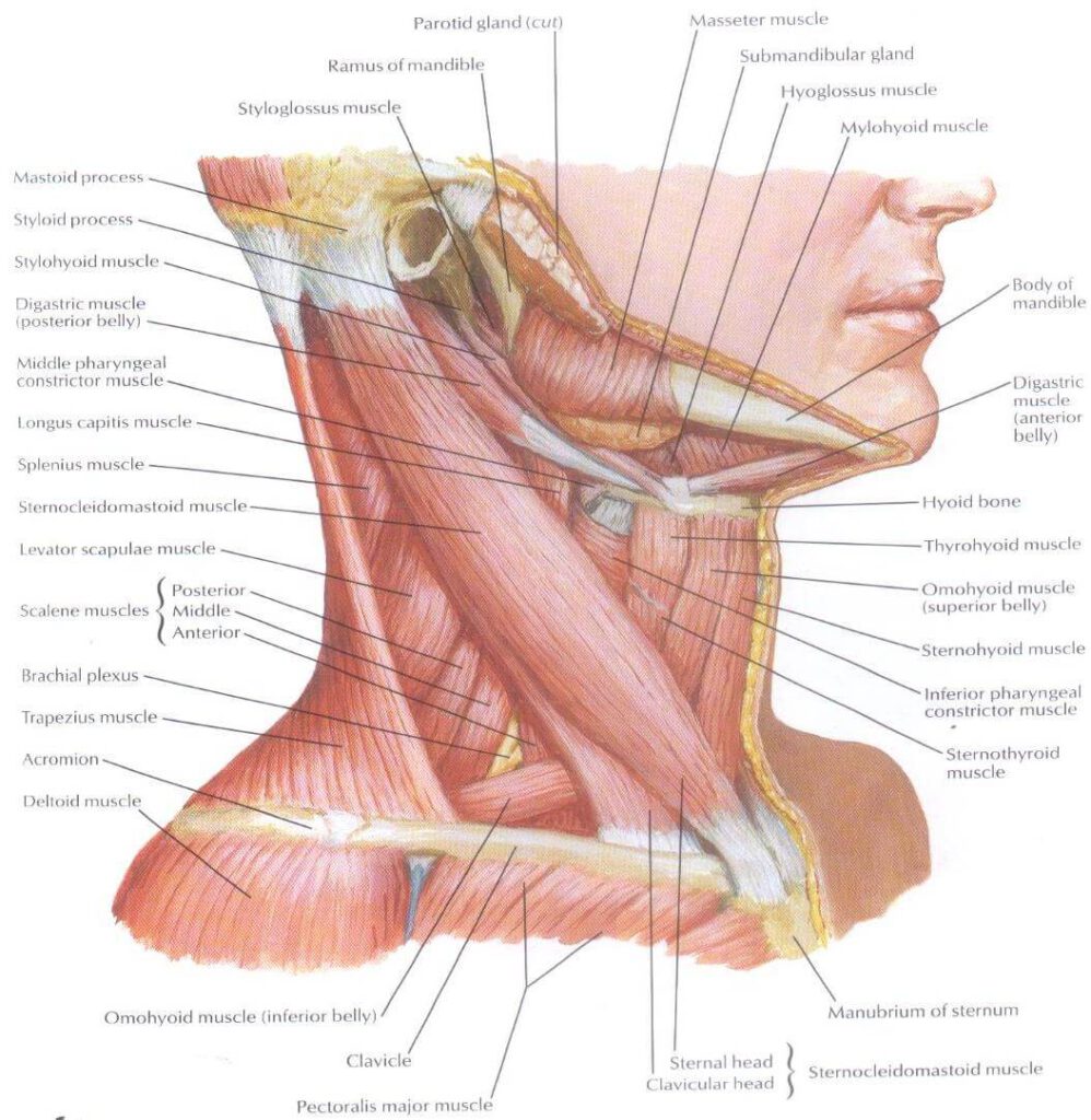 Head Neck And Lymph Nodes 4 Head Neck And Lymph Nodes 3